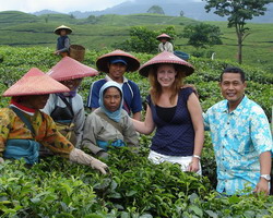Tea plantation at Ciater