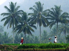 Sumatera in picture